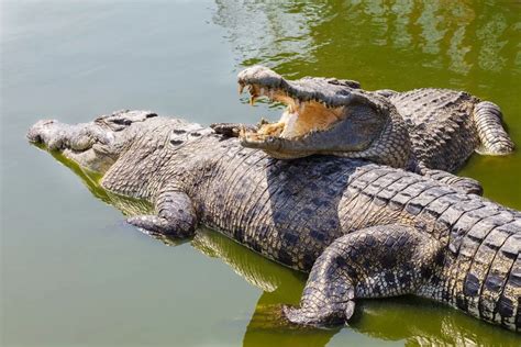 Which Animals Have White Blood? - NatureNibble