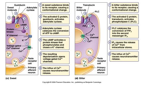 bitter receptors | Silphion