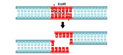 Restriction Enzymes - Snapgene