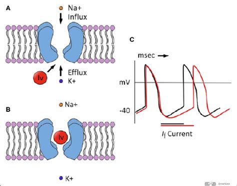 Mechanism of heart rate slowing associated with ivabradine (Iv);... | Download Scientific Diagram