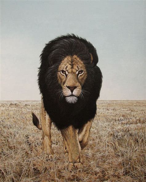 Black Mane Lion | Lion, Lions, Animals