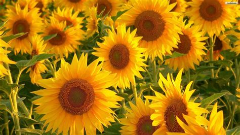 Sunflowers Wallpapers - Wallpaper Cave