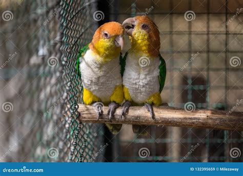 Two Parrots or Love Birds in Love Kiss Each Other but Have No Freedom Which they are in Birdcage ...