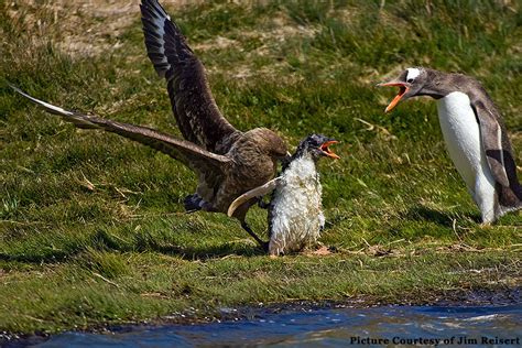 Skua attacks Penguin - a GORY BATTLE!!!