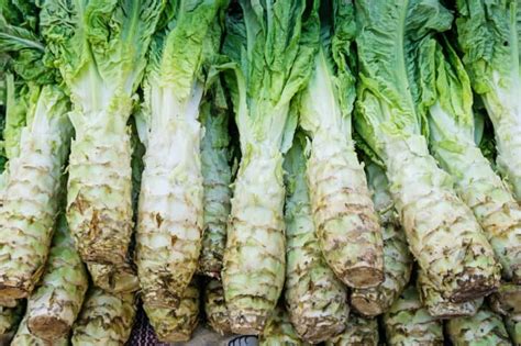 Celtuce Plant: Best Varieties, Growing, and Care Guide