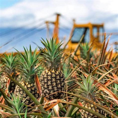 Maui Pineapple Tour | Pineapple Farm Tours in Maui, HI