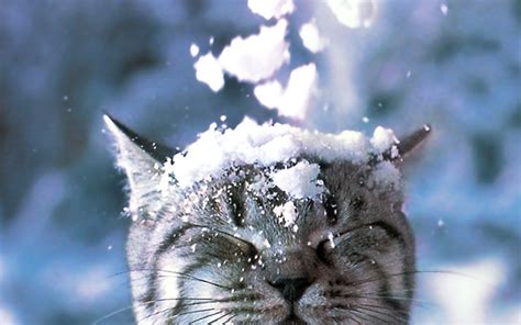 Free download winter snow cats animals closed eyes 1280x1024 wallpaper ...