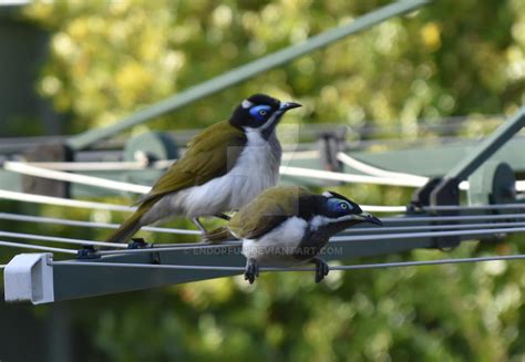 Blue-faced Honeyeater by Endorfun on DeviantArt