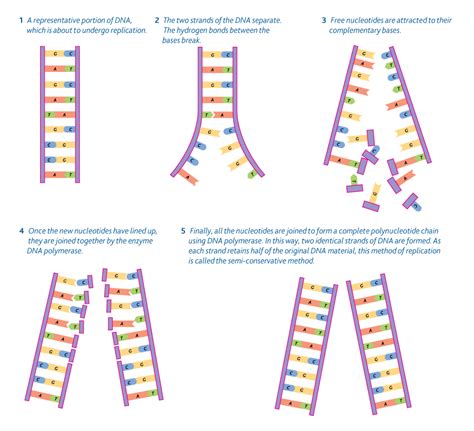 Polynucleotides Replication Is Error Free - Silicon Valley Gazette