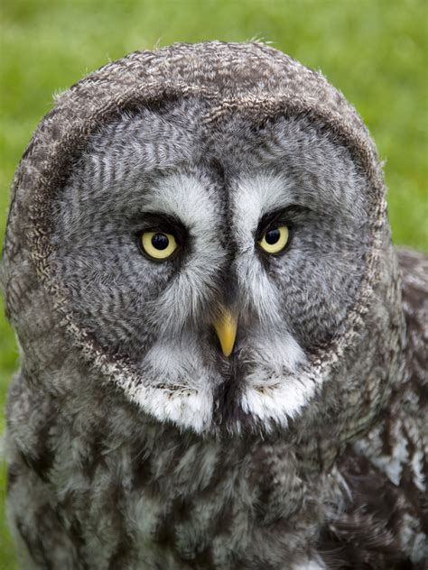 File:Great Grey Owl 2 (4570453977).jpg - Wikimedia Commons