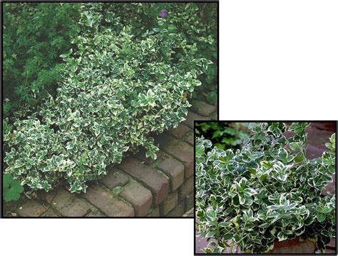 EMERALD GAIETY EUONYMUS – Hinsdale Nurseries – Welcome to Hinsdale Nurseries