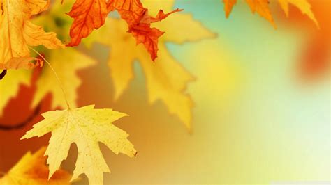 Cute Fall Wallpaper Backgrounds (60+ images)