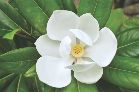 Magnolia Flowers, Varieties and Planting Tips - Flower Magazine