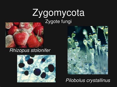 PPT - Fungi PowerPoint Presentation, free download - ID:2032349