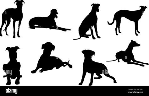 greyhound dog silhouette bundle svg Stock Vector Image & Art - Alamy