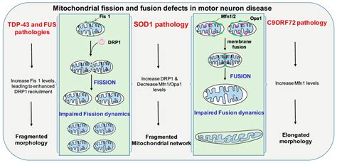 Motor Neuron Disease Gene Mutations - Infoupdate.org