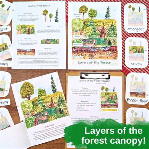 Forest Ecology Unit - printable science learning materials for kids