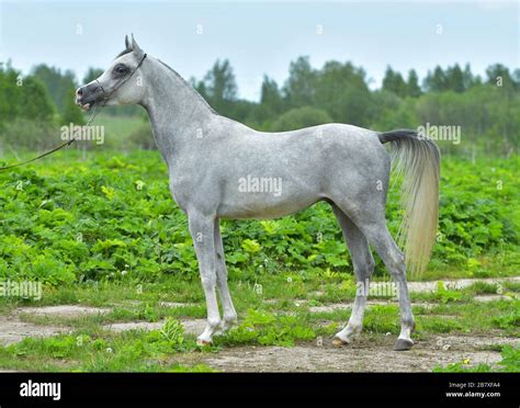 Grey arabian horse in a show halter standing in a green field. Exterior ...