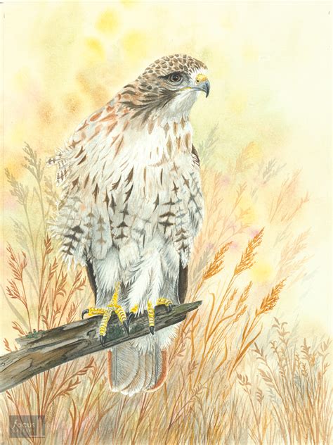 Red-tailed Hawk | Limited Edition Print from Original Watercolor | Focus Gallery - Frankfort ...