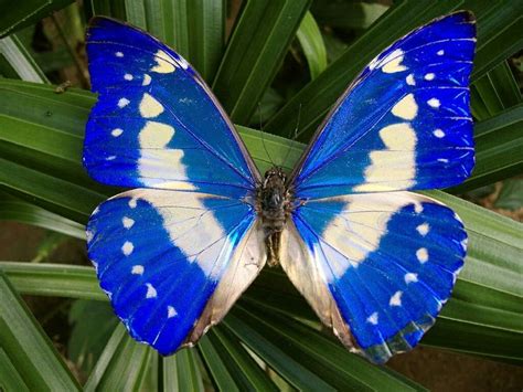 Morpho cypris | Beautiful butterfly pictures, Butterfly pictures, Beautiful butterflies