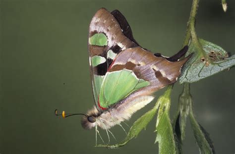 Graphium macleayanum moggana Couchman, 1965, Macleay's Swallowtail