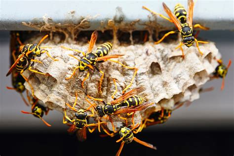 2 Reasons to Leave a Wasp Nest in Your Yard