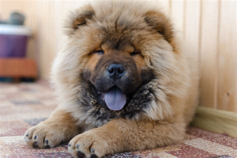 210 Popular Chow Chow Names For An Adorable Lion Pup