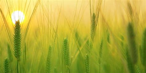 Tips for Growing Barley - CAC Directory