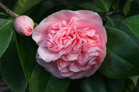 Debutante Camellia | Camellia plant, Flowers, Popular flowers