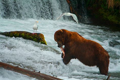 Grizzly Brown Bear Eating Salmon, Katmai National Park, Alaska Stock Photos, Pictures & Royalty ...