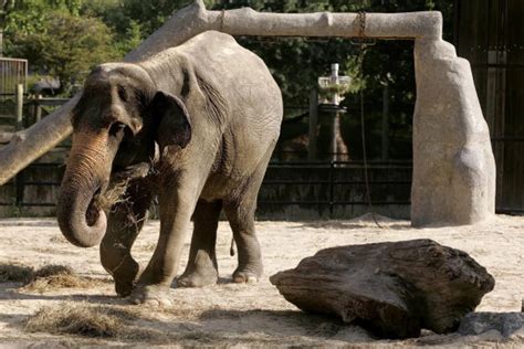 Some Ringling Bros. Circus Animals Could be Living in Colorado Soon