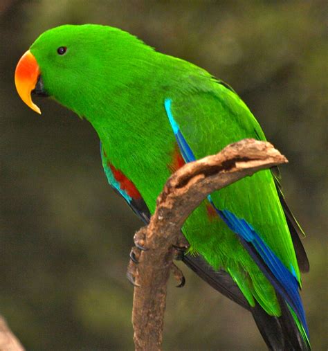 Male Eclectus Parrot | One of my favourite Australian birds!… | Flickr