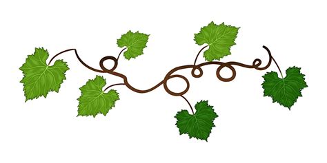 Grapes vine background with its branches and leaves. 22577124 Vector ...