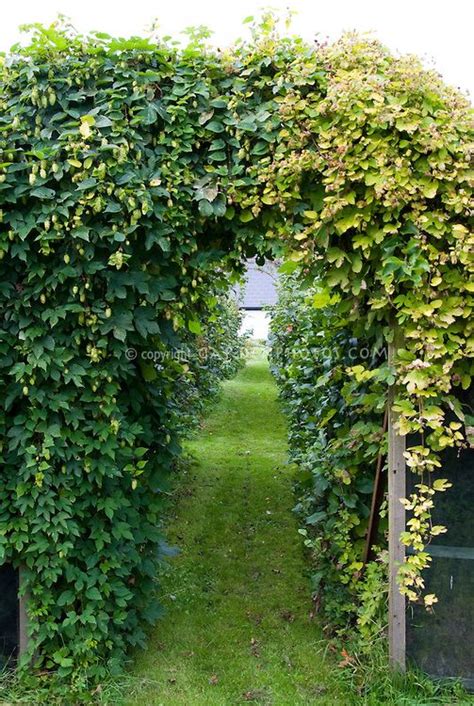 Hops Vine for Beer Making, Humulus opulus, two kinds, Left: Cascade ...