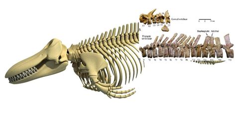 Ancient Whale Fossil Show How the Mammals Moved to Life in the Ocean ...