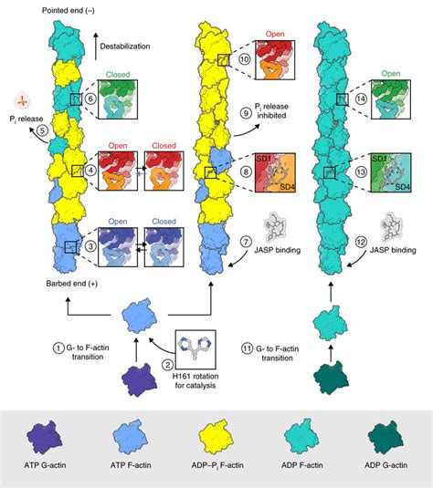 Schematic illustration of actin polymerization, nucleotide hydrolysis ...