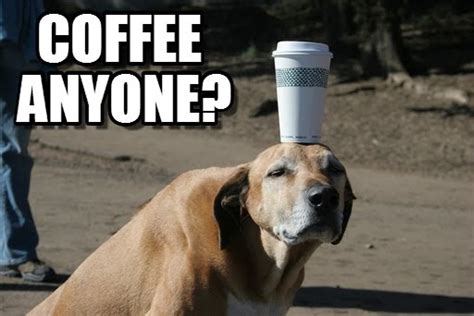 Adorable and Funny Animal Coffee Memes (Friday Frivolity) - Munofore