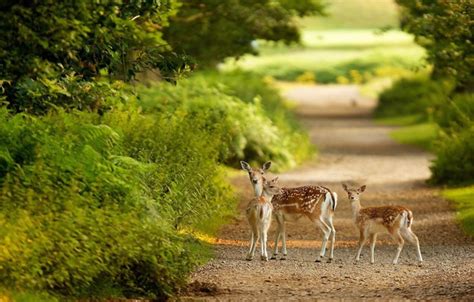 Wallpaper green, forest, animals, nature, bokeh, plants, path, Deer, depth of field images for ...