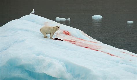 Unique polar bears in southeast Greenland to be protected | Polarjournal