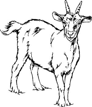 Black and White Goat Drawing | Goat art, Animal drawings, Animal sketches