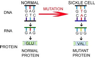 Genetics Blog Assignment: Sickle Cell Anemia - Harman Singh