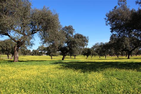 Dehesa extremeña #paisaje #extremadura #landscape | Paisajes, Paisajes de españa, Fotos de paisajes