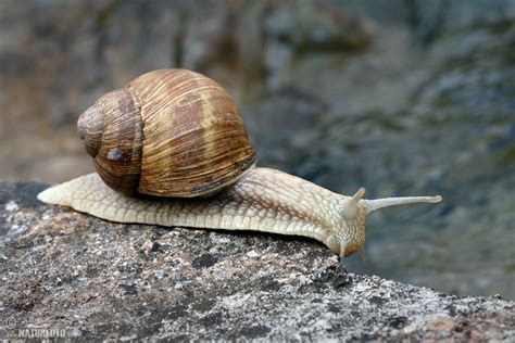 Roman Snail Photos, Roman Snail Images, Nature Wildlife Pictures | NaturePhoto