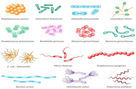 Classification of Bacteria on the Basis of Shape Adapted from: (Sagar... | Download Scientific ...