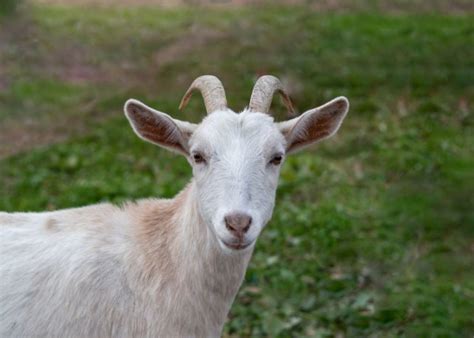 Kiko Goats: Everything You Need to Know About This Breed