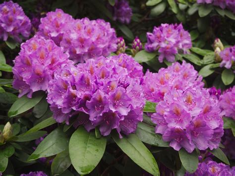 How to Propagate Rhododendrons Successfully — Meadowlark Journal