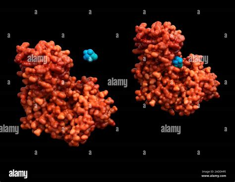 Hexokinase enzyme binding to glucose. Illustration of the enzyme ...