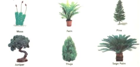 What are two major Classification of Plants? - Your Info Master