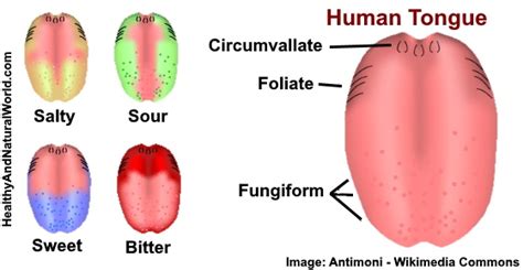 Swollen Taste Buds: Causes and Effective Treatments