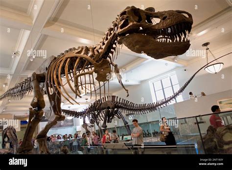 American Museum of Natural History. Hall of saurischian Dinosaurs,New ...